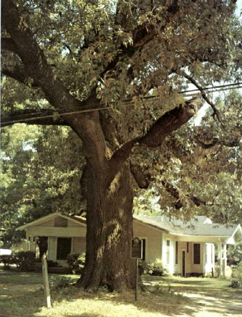 Pioneer Oak-1969